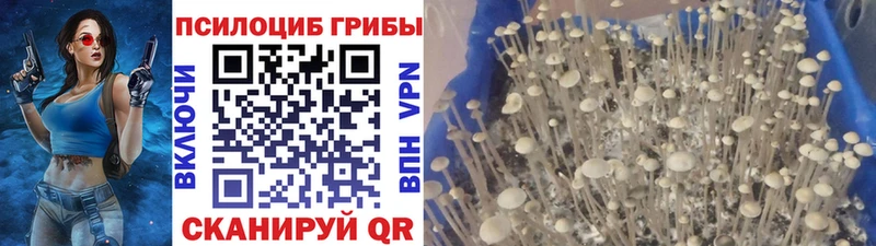 Галлюциногенные грибы MAGIC MUSHROOMS  Купить где  Канаш 